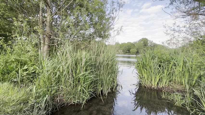 Calm lake water between tall green reeds