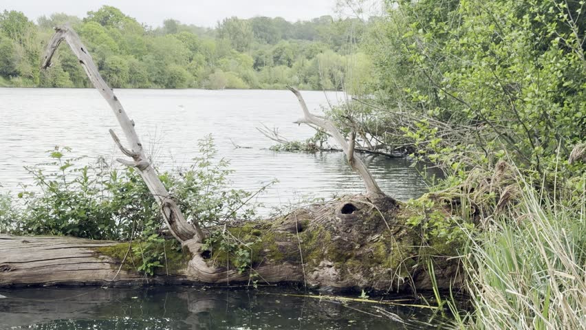 Fallen mossy log floating in forest lake panning
