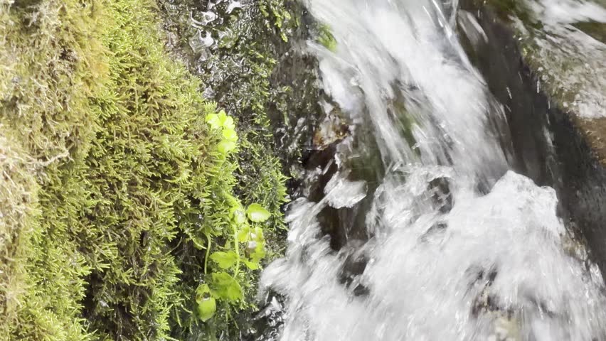 Small mossy rock cascade close up
