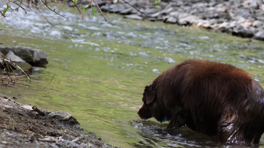 A dog in a river