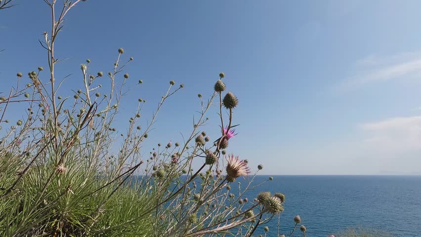 Beautiful wildflowers blooming in summer nature