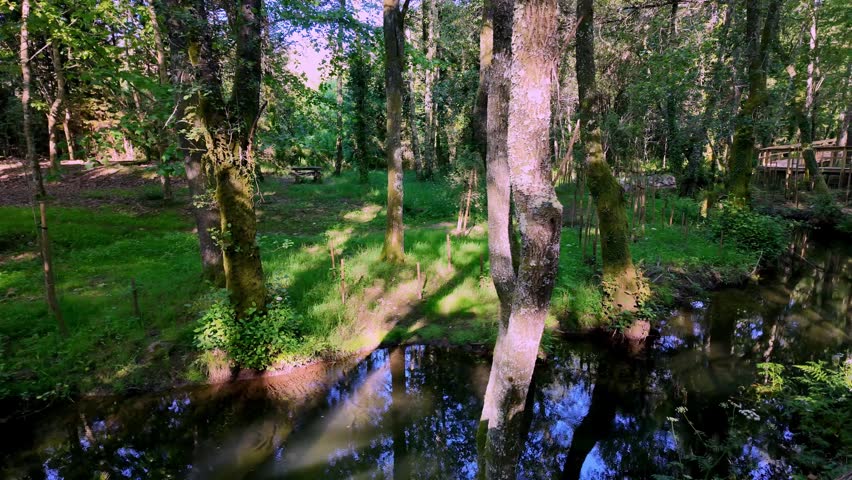 Slow motion tracking shot of a peaceful small river winding through a dense green forest, with sunlight filtering through the trees onto the vibrant grassy ground.
