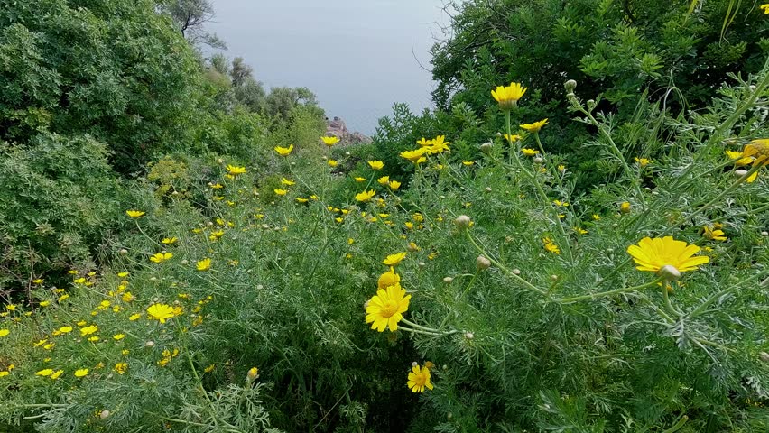 Beautiful wildflowers blooming in summer nature