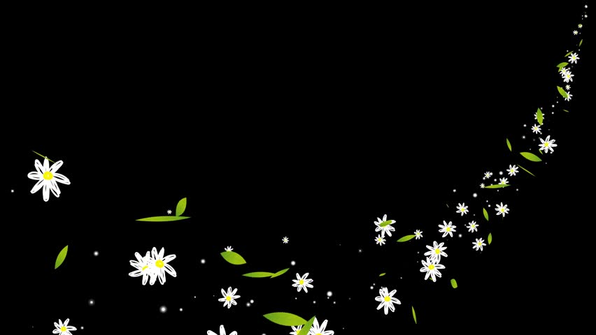 Beautiful Daisies Flower and Green Leaves Particle Path Flow Animation