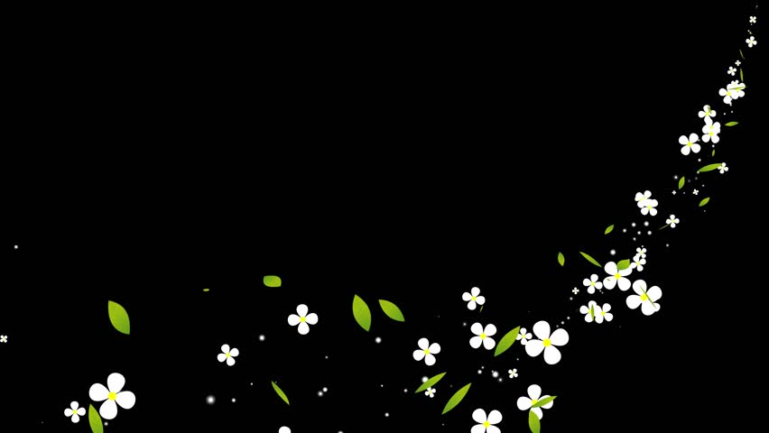 Beautiful Daisies Flower and Green Leaves Particle Path Flow Animation