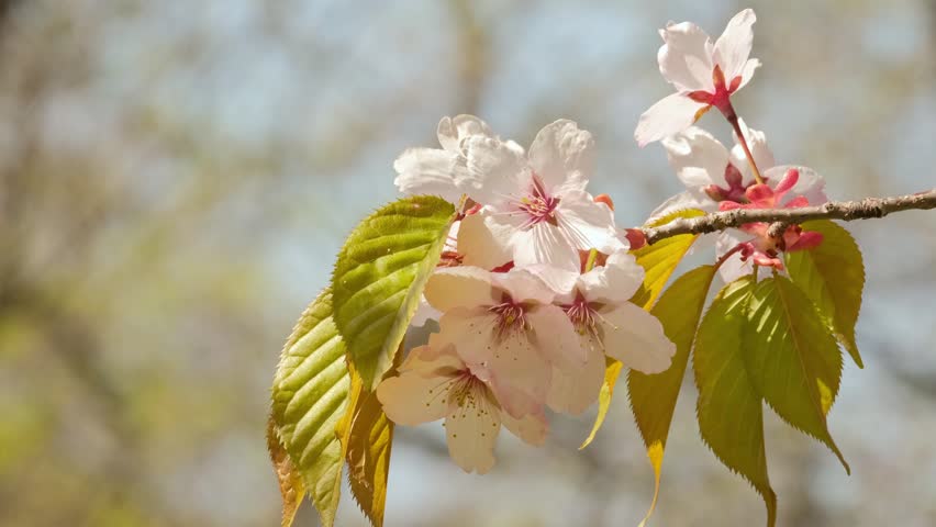 A branch of a blossoming Japanese cherry tree sways in the wind.