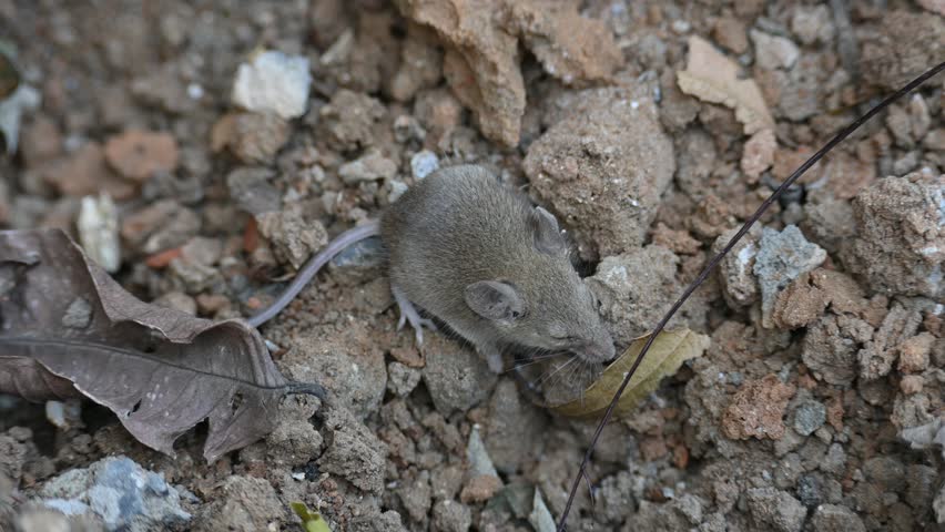 Little Indian field mouse or Mus booduga. It is a species of rodent in the family Muridae. Indian little rat. This small mouse has soft grayish-brown fur, white underparts, small rounded ears, and a long tail.