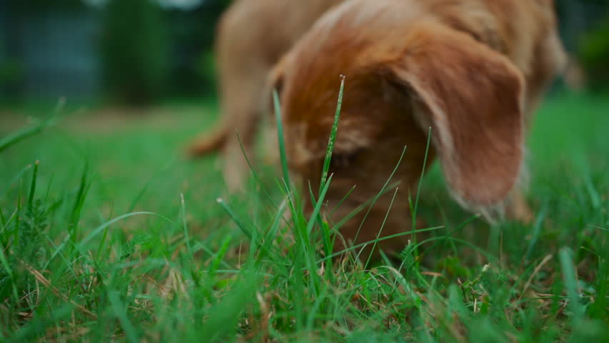 cute domestic dog searching for food in grass at yard, cute domestic doggy search for food in park