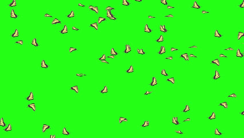 Tiger Swallowtail Butterflies Flying Green Screen