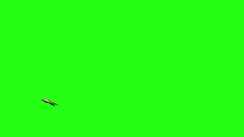 Tiger Swallowtail Butterflies Flying Green Screen