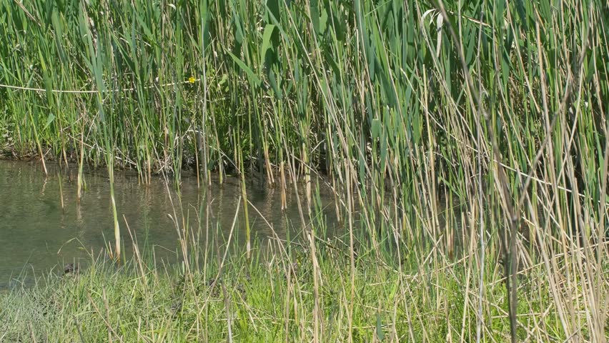 Peaceful freshwater marshland scenery displaying clear shallow water, aquatic plants, and mossy driftwood.

