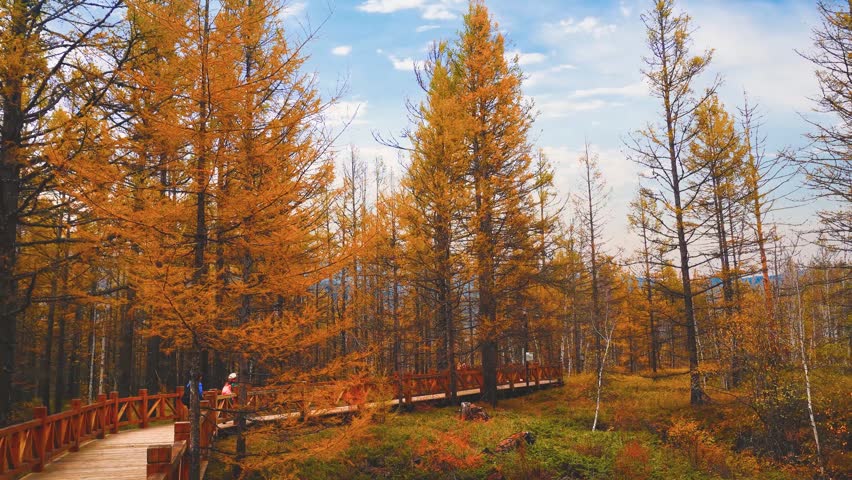 Autumn forest landscape with a wooden walkway in the golden larch trees