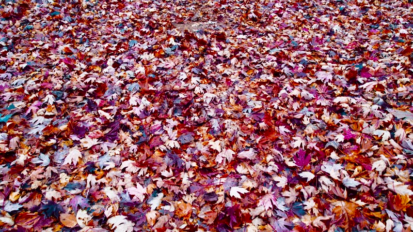 Autumn Maple Leaves Covering Forest Floor During A Crisp Fall Seasonal Day