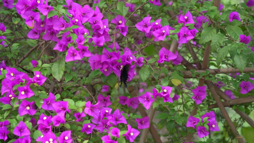 Butterfly fluttering on paperflower tree aka Bougainvillea glabra , lesser, or Imperial delight. The triangular plum blossom is in full bloom.