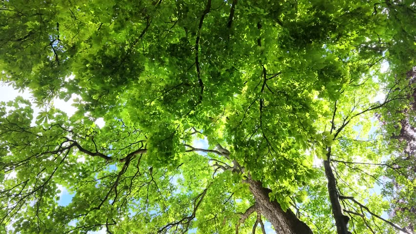 Bright sunlight filters through lush green leaves during a low angle pan toward sky