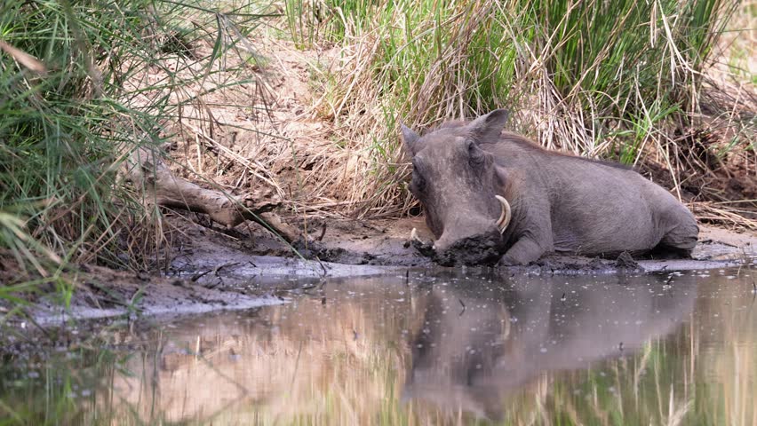Male warthog digs tusk into waterhole mud, then looks at camera