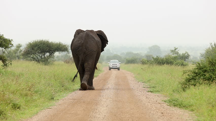 Large tusker elephant walks down dirt road toward lone safari vehicle