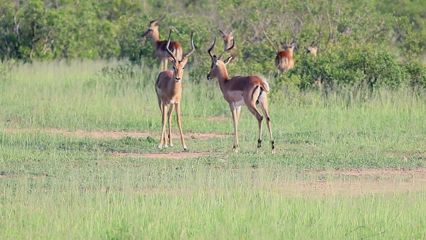 Two male Impala antelope practice combat by locking horns on savanna