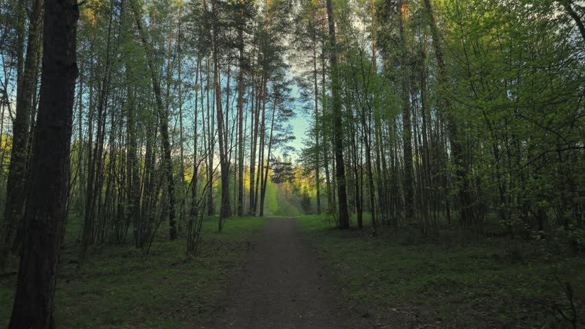 Sunlit forest road in spring woodland