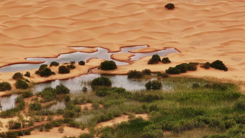 Aerial drone view of a lush green oasis and water source nestled among golden Sahara dunes at sunset. Scenic desert landscape in the remote wilderness of southern Tunisia, North Africa