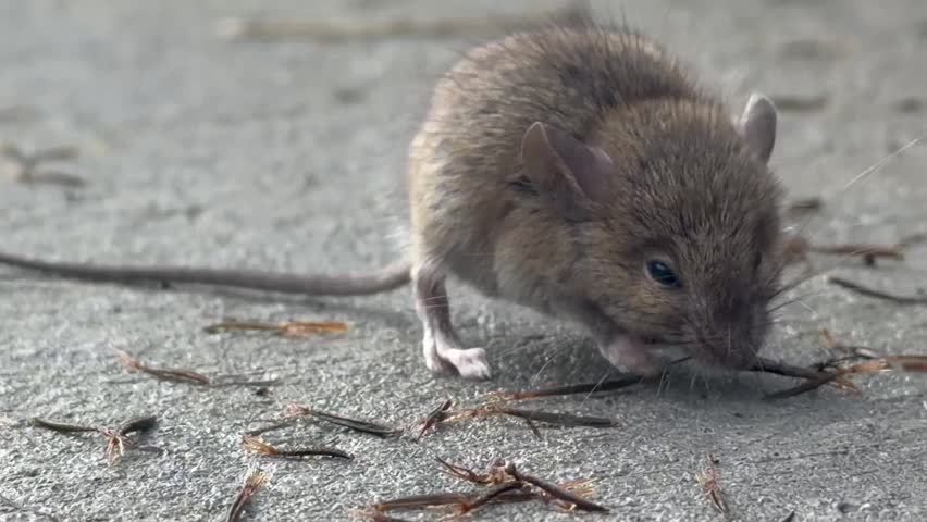 A little mouse eats plant seed on ground, Video recording while a small mouse eating seed on pathway