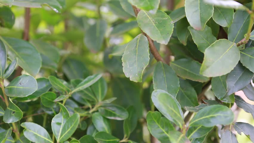 Yerba Plant, Which is Used Stock Footage Video (100% Royalty-free ...