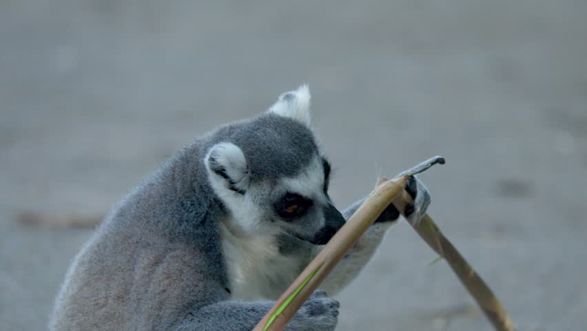 A ring-tailed lemur sits on the ground while chewing on a bamboo branch outdoors
