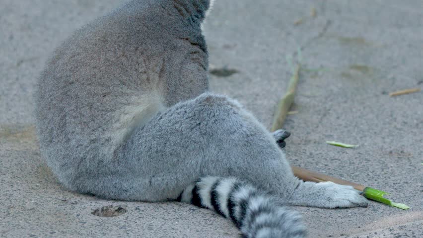 Side profile of a ring-tailed lemur eating a green leaf on the ground outdoors