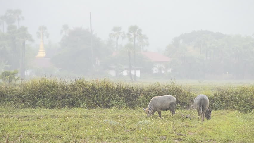 asia buffalo in countryside field and raining