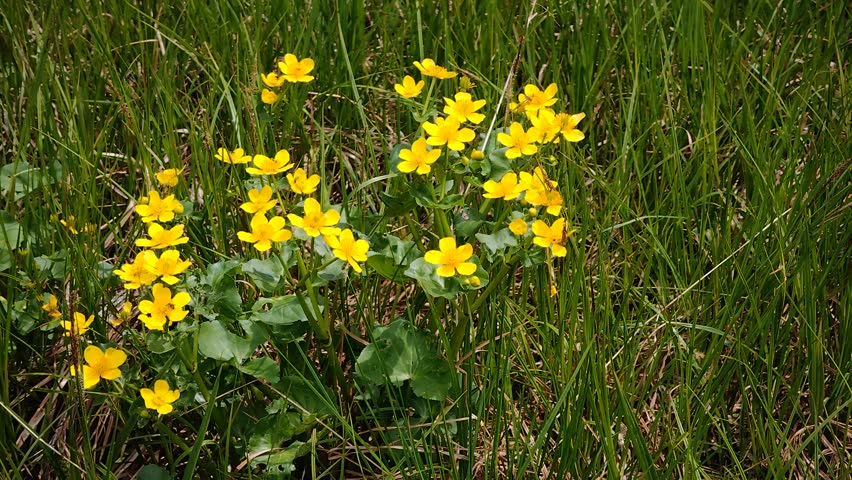 Marsh marigold flowers blooming among green wetland grass, vibrant yellow spring wildflowers in natural meadow habitat