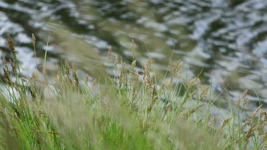Beautiful riverside nature landscape with wildflowers and green grass
