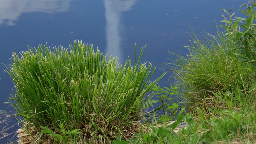 Beautiful riverside nature landscape with wildflowers and green grass