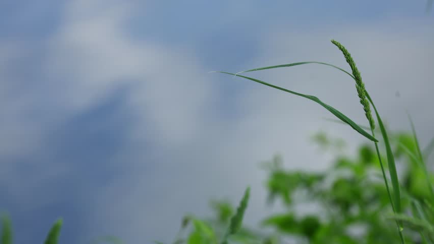Beautiful riverside nature landscape with wildflowers and green grass