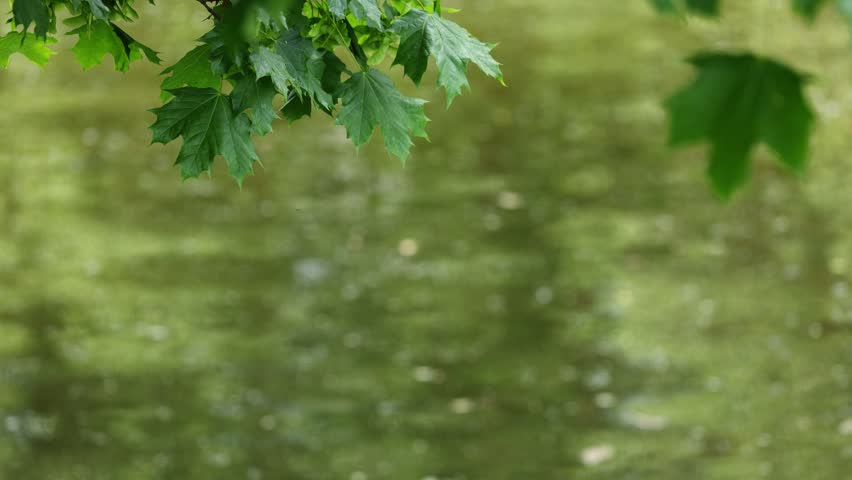 Beautiful riverside nature landscape with wildflowers and green grass