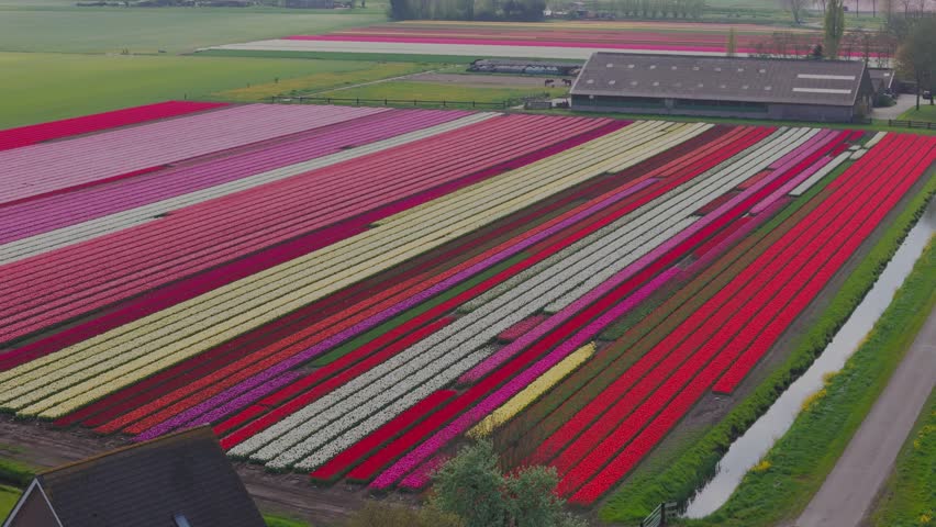 Aerial view of tulipfields in bloom in westfriesland with a farm building and a small canal Abbekerk, North Holland, Netherlands.