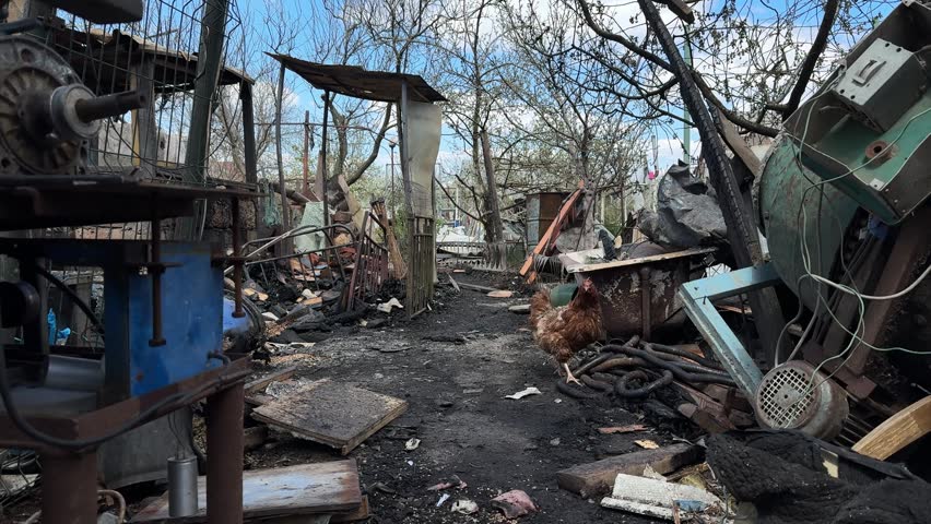 Chicken walking through the remains of a damaged rural house and abandoned backyard.