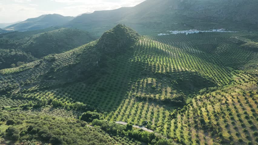 Aerial view of a conical hill covered in neat rows of olive groves surrounded by mountains and a distant white village in El Tarajal, Andalucia, Spain.