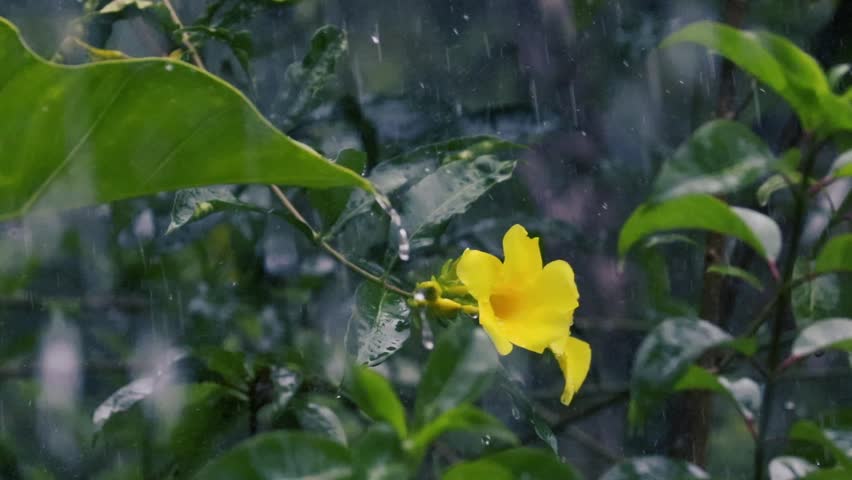 Vibrant yellow flower and wet green leaves glistening under falling rain in a garden
