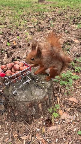 A red squirrel sits on a tree stump beside a miniature shopping cart filled with nuts, reaching forward repeatedly, grabbing food carefully, chewing, and watching the surroundings in forest daylight.