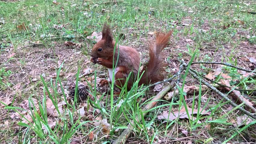 A red squirrel is actively gnawing on a tree cone in the forest. Close up. A wild rodent eats a treat.