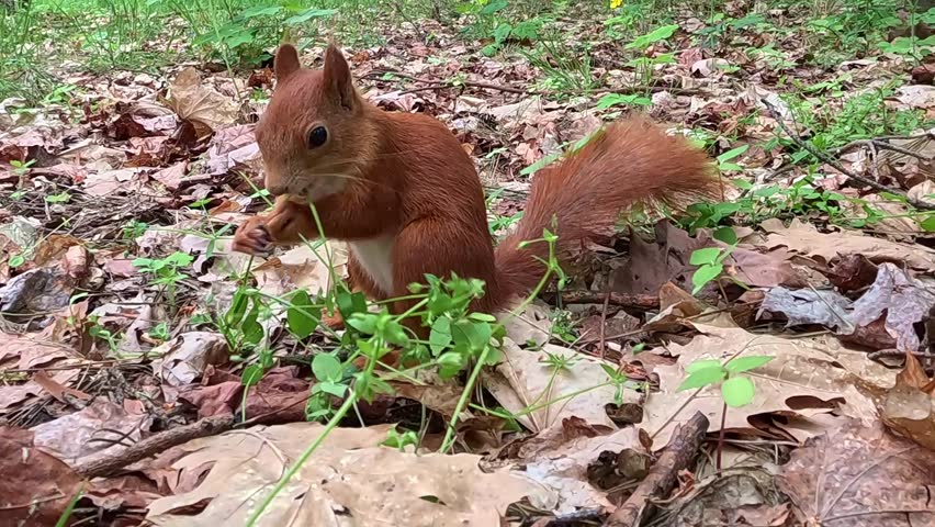 A red squirrel sits on a forest floor covered in dry brown leaves and small green plants, holding food in paws, chewing, turning head side to side, and looking around alertly while eating.