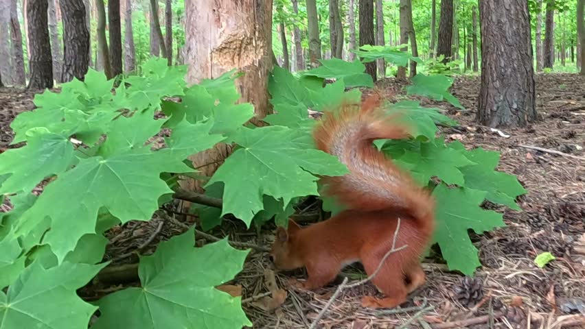 A red squirrel under green bushes digs up a walnut from the soil, takes it in its mouth, then looks curiously at the camera before quickly running away. Filmed in a forest in spring daylight.
