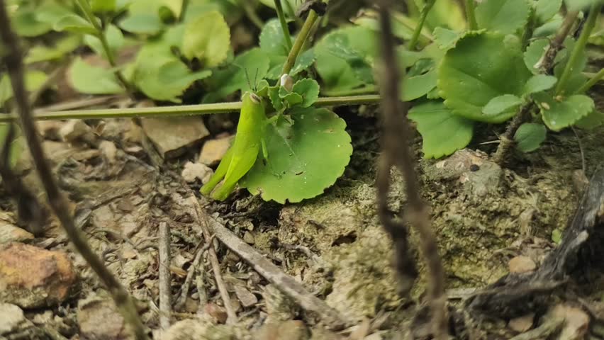 Small Beetle Resting On Grass