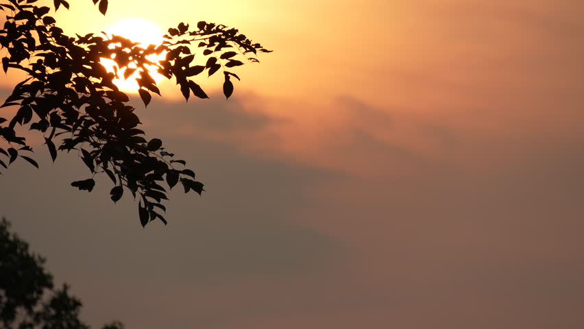 High angle view of tree branches silhouetted against a brilliant orange and yellow sunset. The glowing sun peaks through the canopy in a calm, scenic natural evening environment.