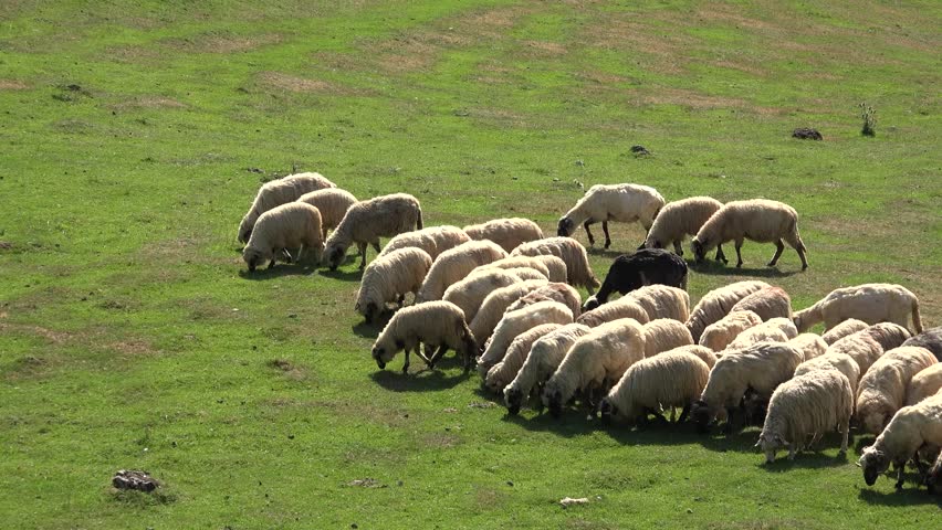 Traditional Sheep Grazing in Mountain Valley. Flock of Sheep Grazing Mountain Pasture Summer Alps