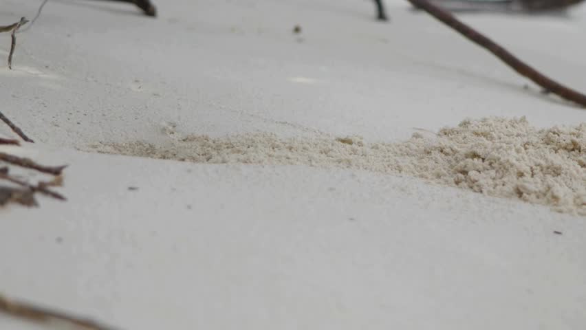 A horned ghost crab pushes a big pile of white sand on the beach