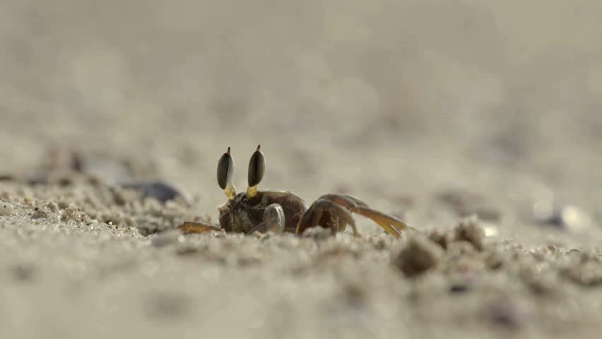 Extreme macro close-up of a ghost crab with long eyestalks sitting on beach