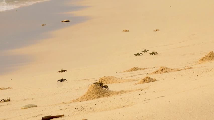 A colony of multiple small ghost crabs digging burrows on a sandy beach.