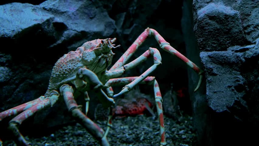 Close-up of a giant Japanese spider crab crawling among dark underwater rocks