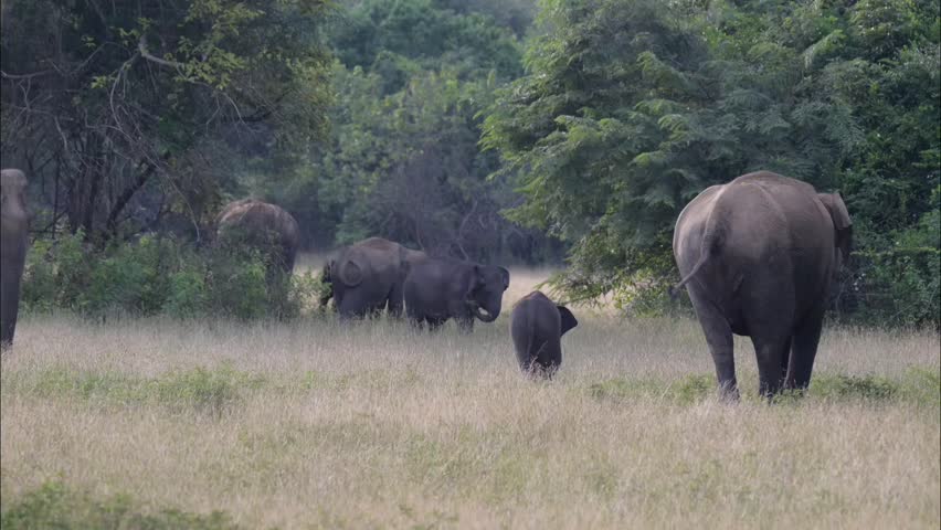 Elephant herd with calf in Wasgamuwa National Park 
